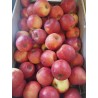 Pommes "Story"BIO (environ 1kg)