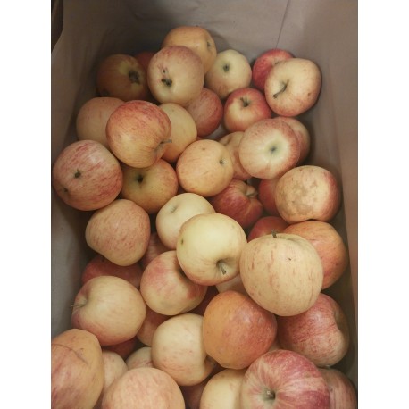 Pommes OPAL BIO (1KG)