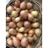 Oignons ronds (environ 1 kg)