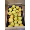 Pommes "Chanteclerc"  (environ 1Kg)