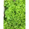 Salade verte (Batavia ou feuille de chêne)