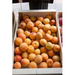 Abricots (500g)