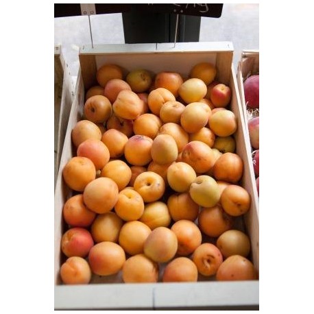 Abricots (500g)