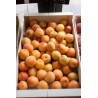 Abricots (500g)