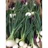 Oignons nouveaux (botte)