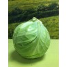 Chou cabus (environ 1 Kg)