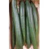 Concombre long (1 pièce)