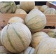 Melon (1 pièce)