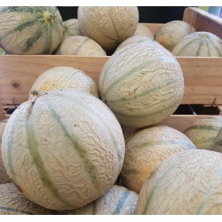 Melon (1 pièce)
