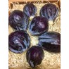 Chou rouge (environ 1Kg)