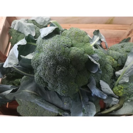 Brocoli (environ 1kg)